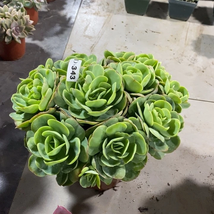 源****343碧桃多肉植物多肉