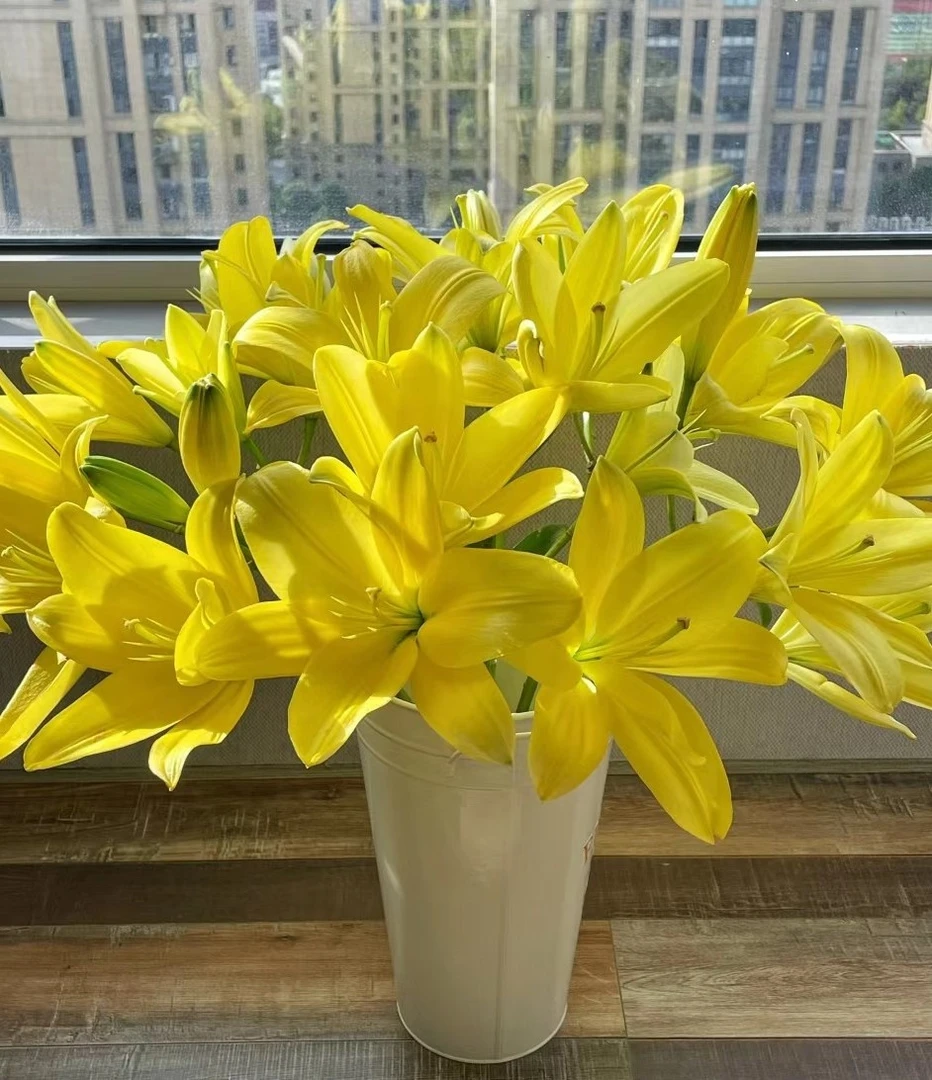 一首花卉（黄钻）亚百合，云南之地发任意两单顺丰