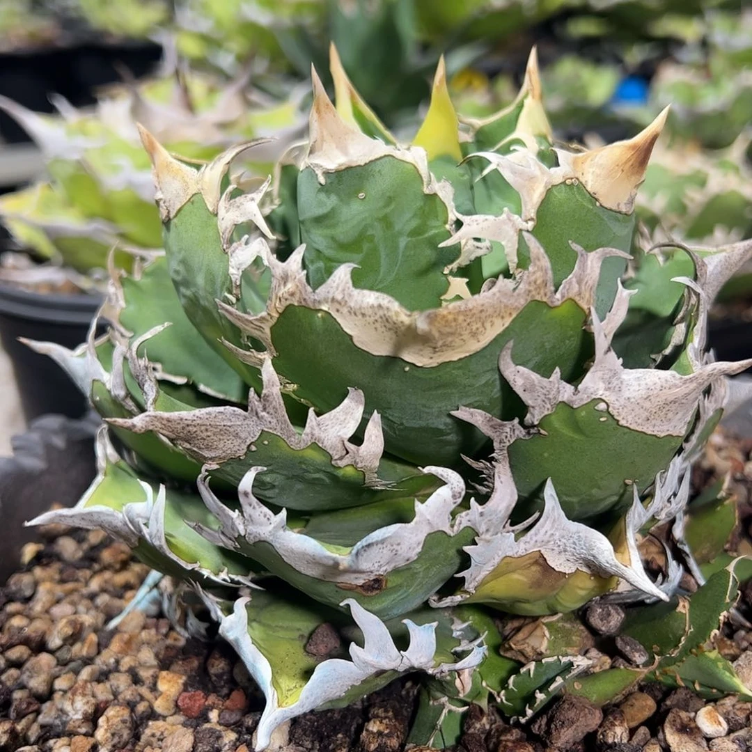 龙舌兰仁王冠特价苗植物