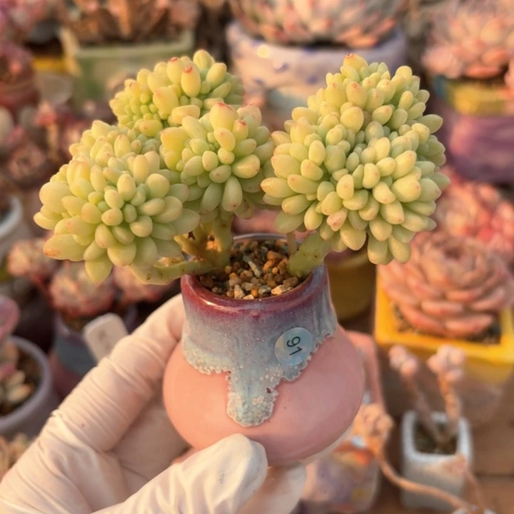 91 多肉含盆土30元包邮➗偏远