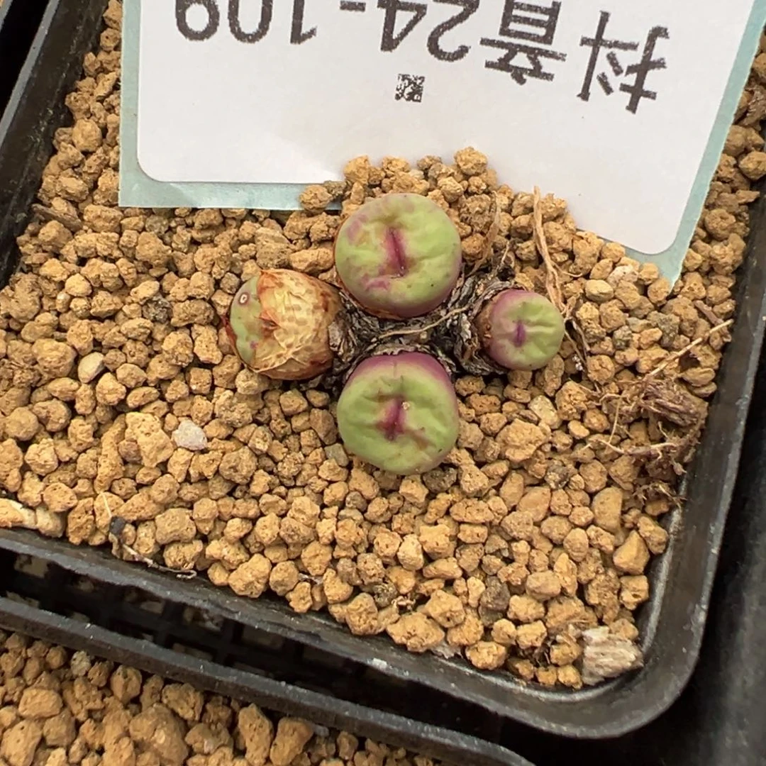 24-109肉锥多肉植物