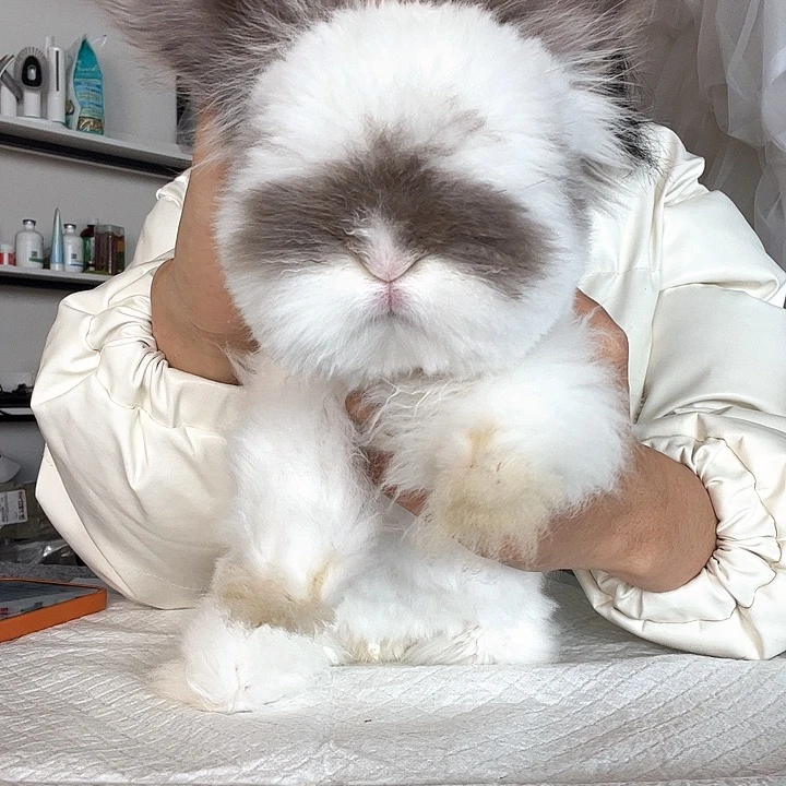 网红安哥拉兔巧克力碎班妹妹