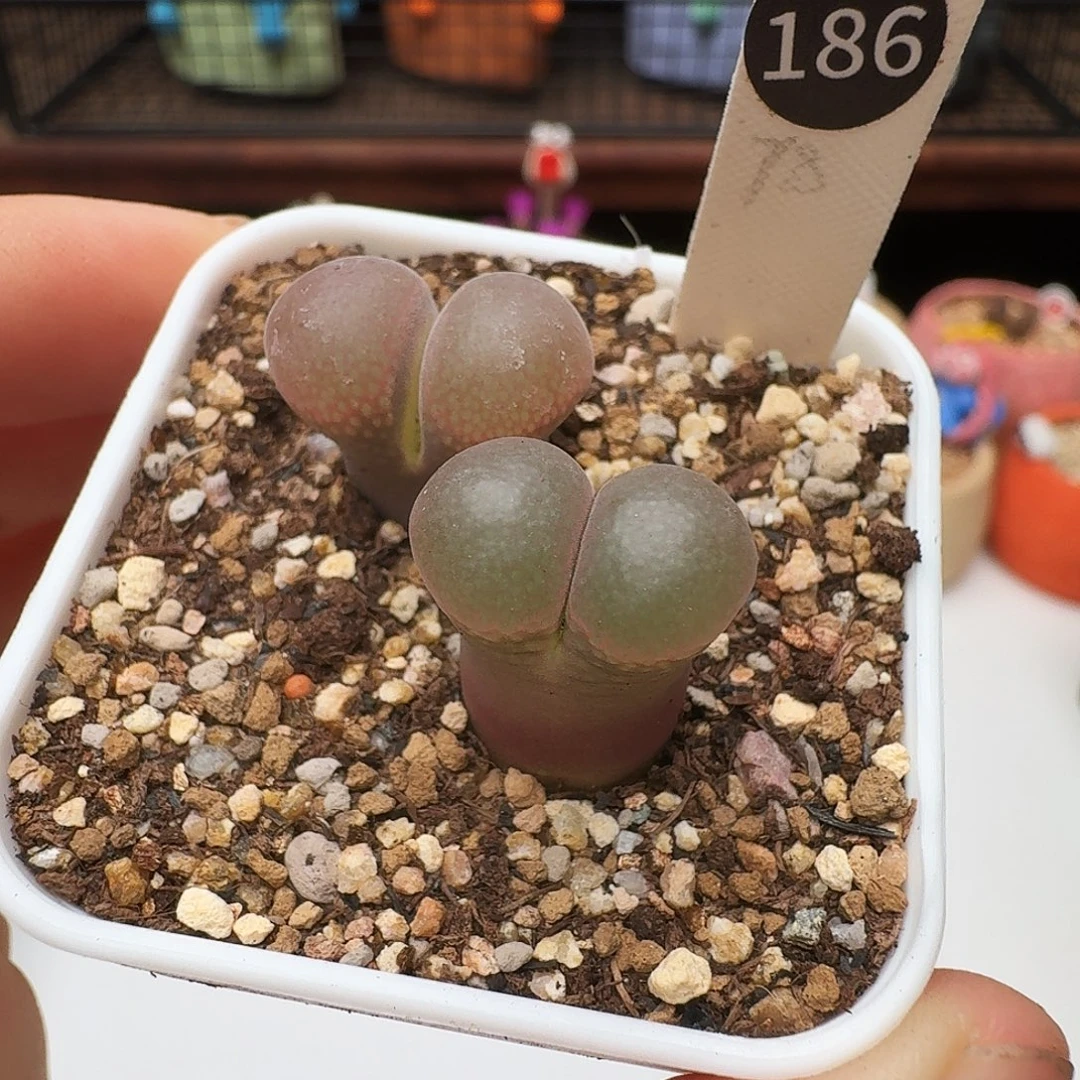 多肉植物福利风铃186一起两颗
