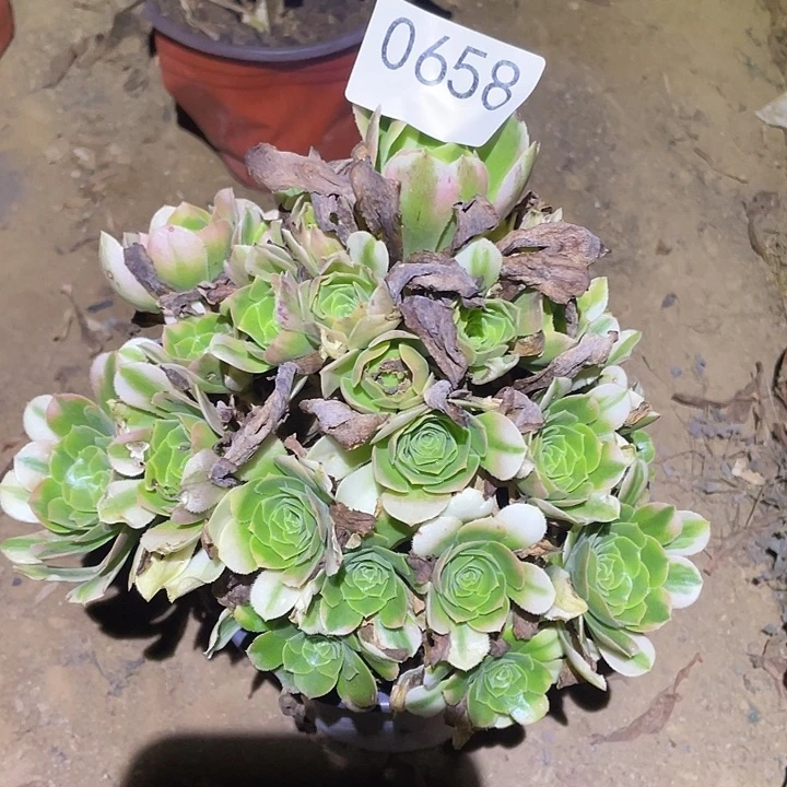 多肉植物法师658欣尼亚