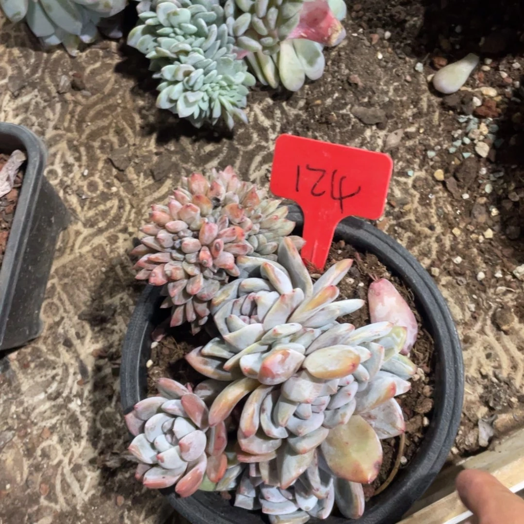 芒***朵星影缀化多头群生124