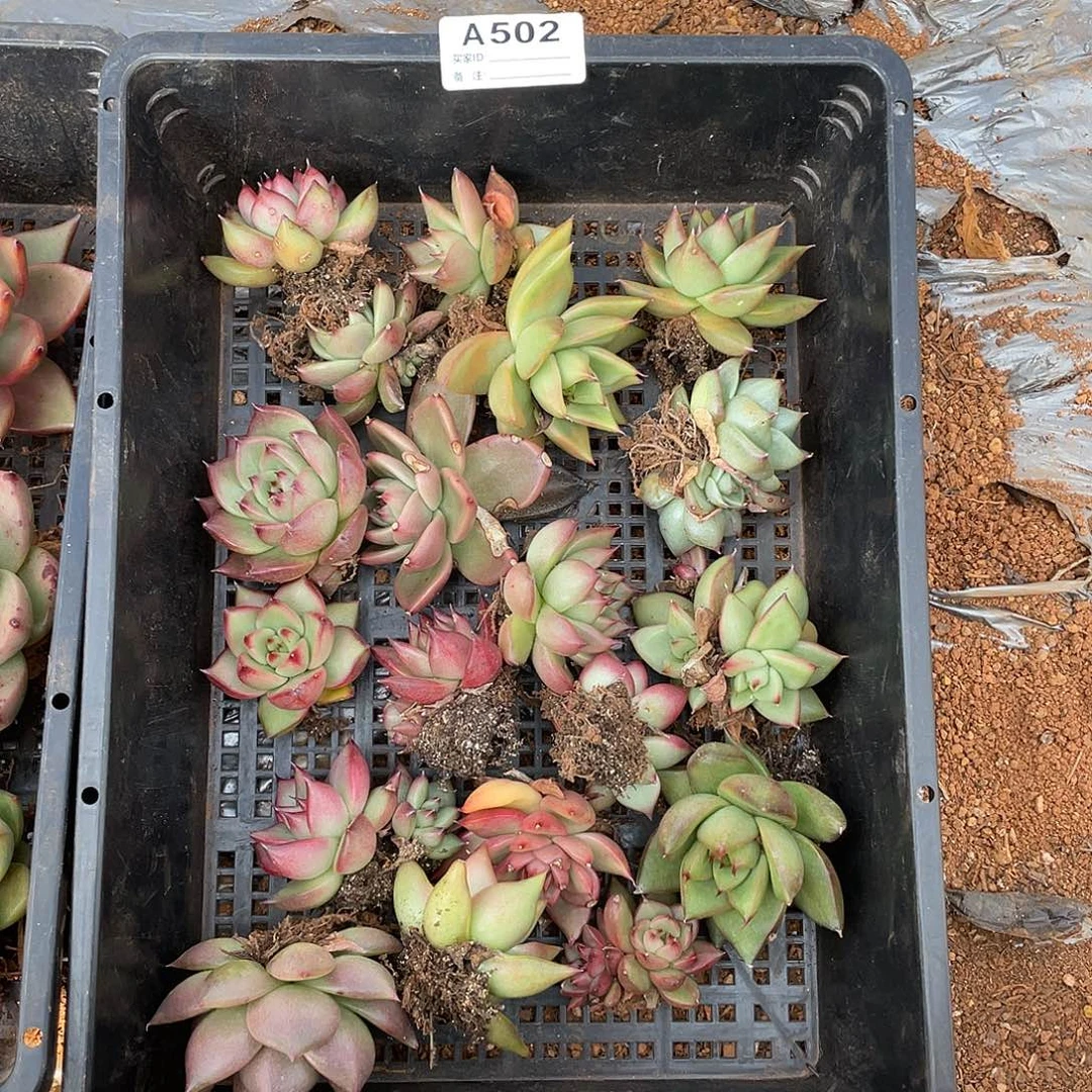 若如东云单拍A502