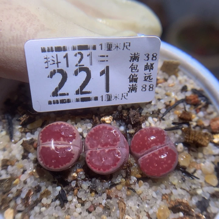 精品生石花121.221