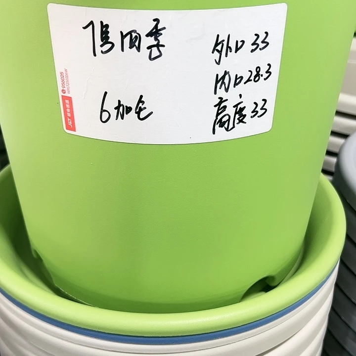 特价7号四季口33高33果绿色4个无托