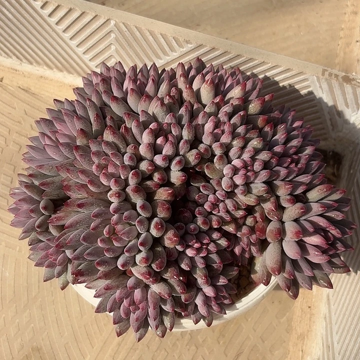 车厘子大群无砍自然群