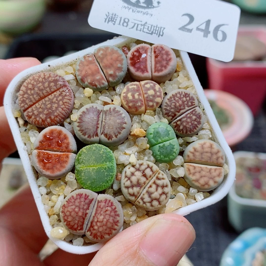 生石花花花花开了246