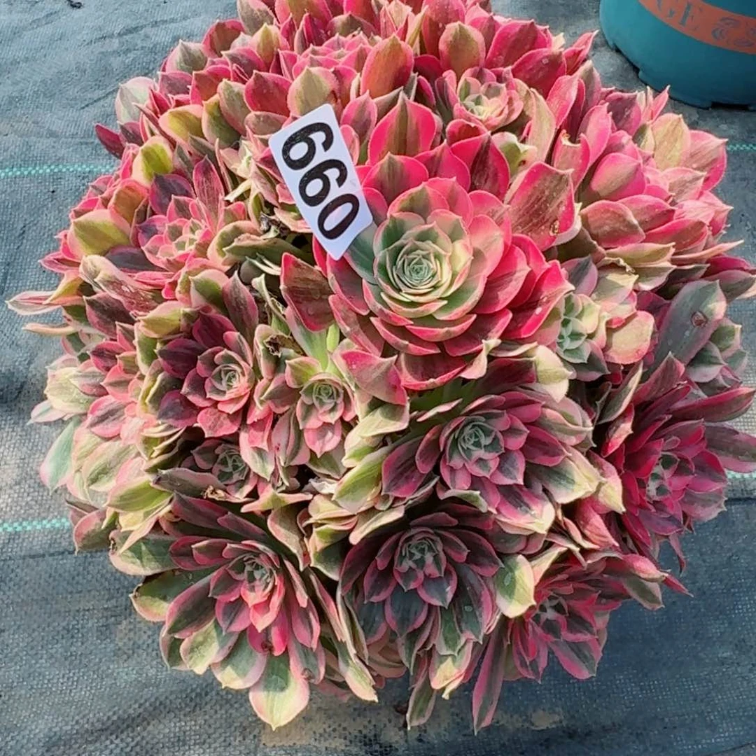 660男神多肉植物