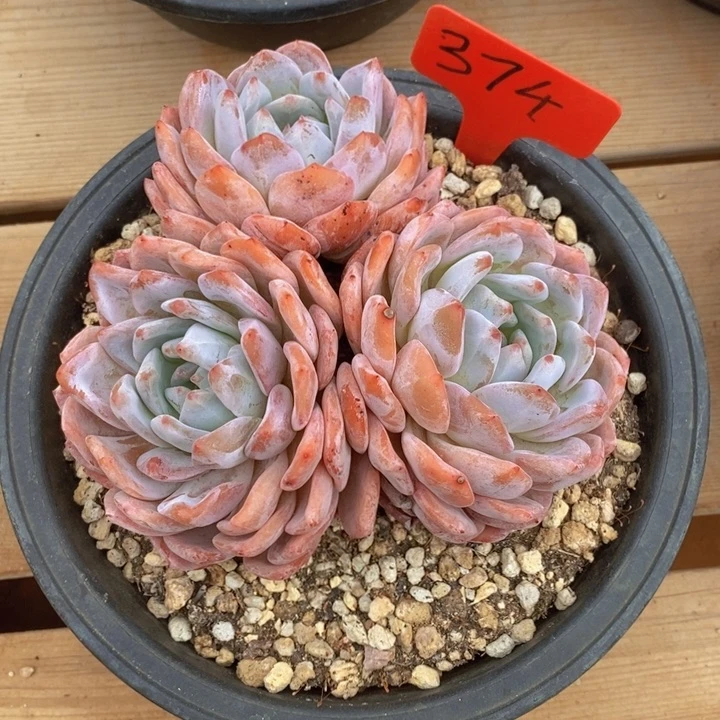 你说了就算吧反正是一