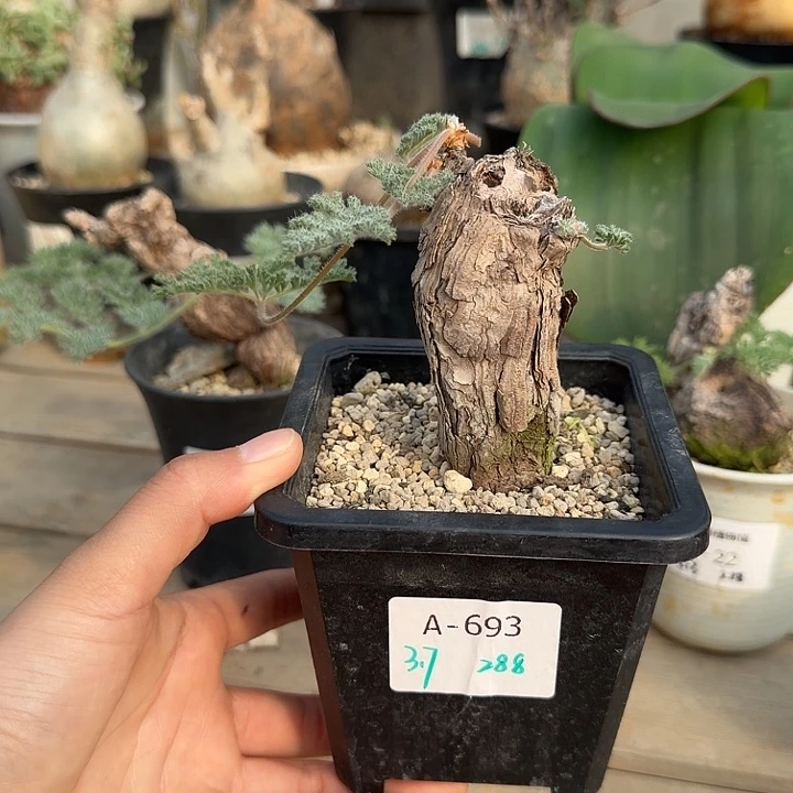 693枯木洋葵块根植物