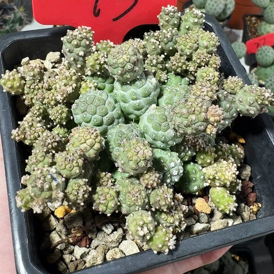 13号小型习志野111
