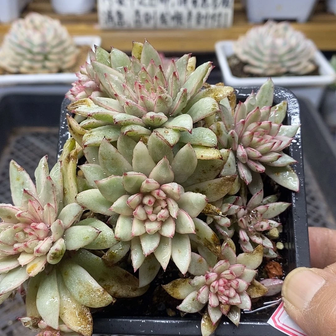 0228 福利黄金雨锦自然群 不售后