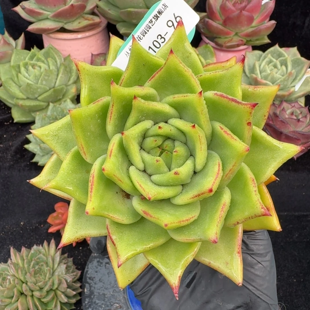 从前慢多肉精选编号1103.96