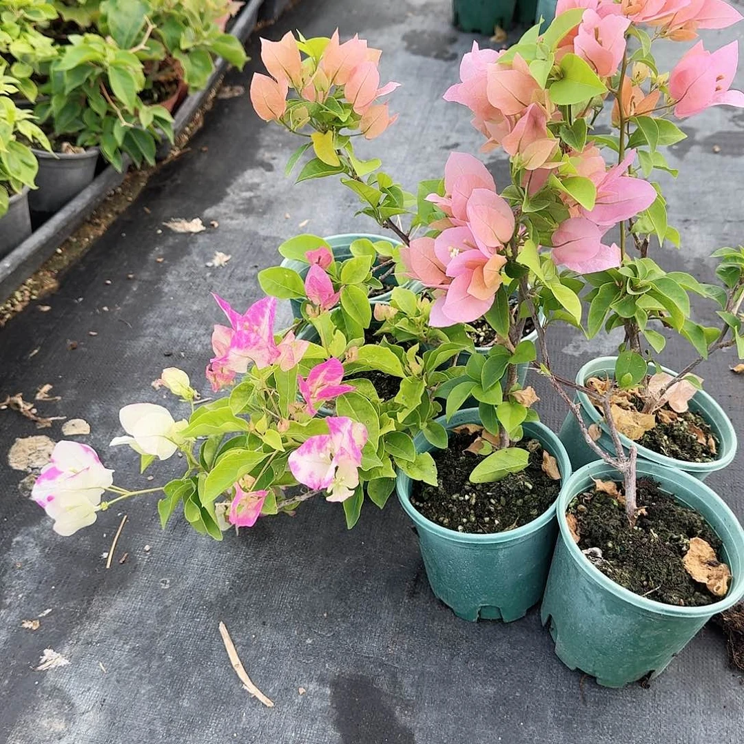 完全开放椰子冰和粉苏