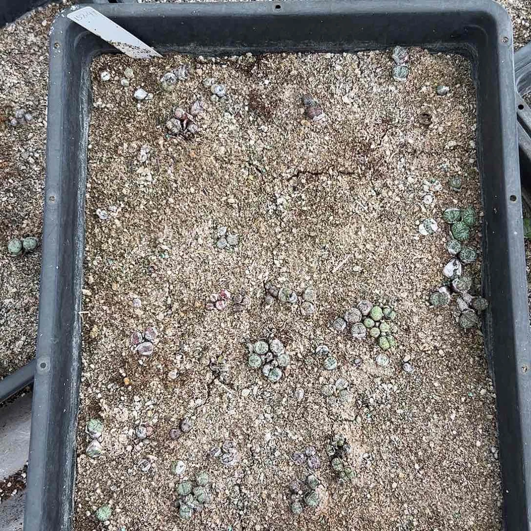清框脱土发无售后       303