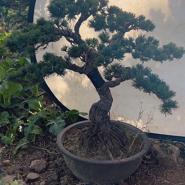 大****无花朵杨梅大阪松