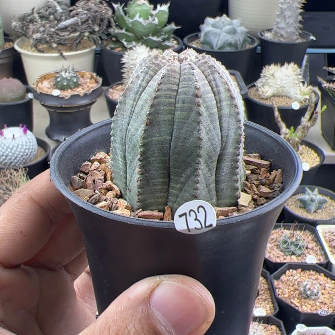 布纹球4.1一物一拍732