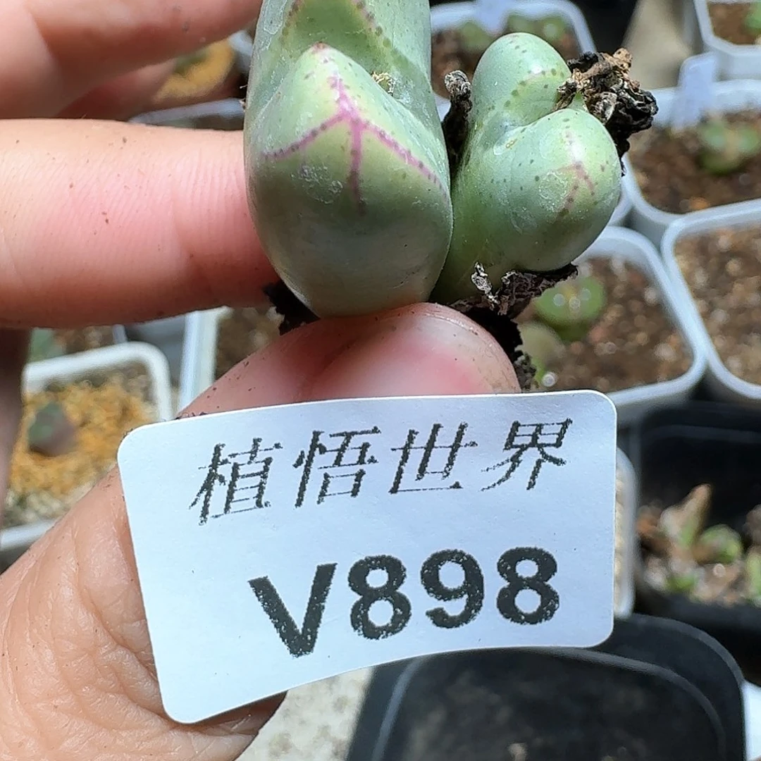 898盒多肉杂物哇f h h