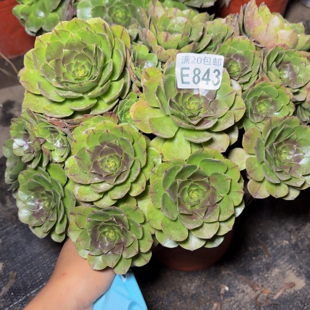 843多肉植物捧花的时候