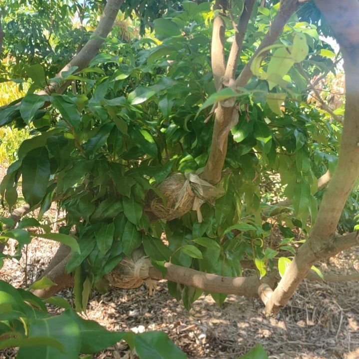 无花朵仙进奉高压苗