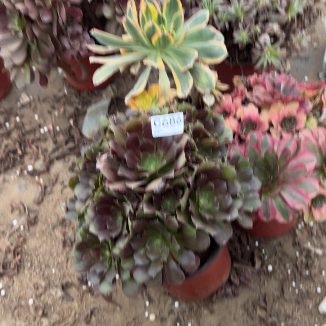 静***.686三颗组合多肉植物