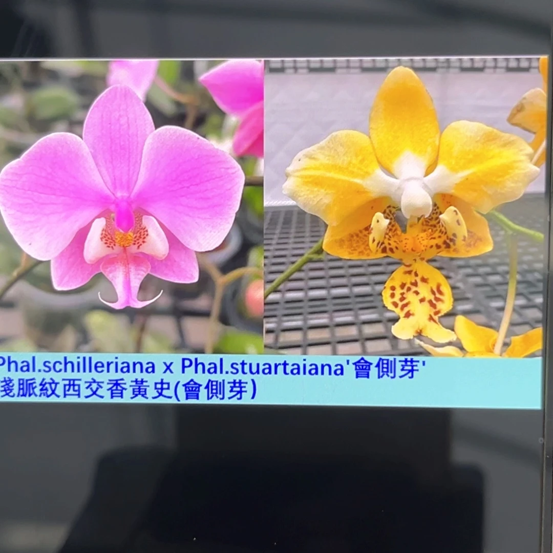 无花朵1.7不浅脉纹西交香黄史苗