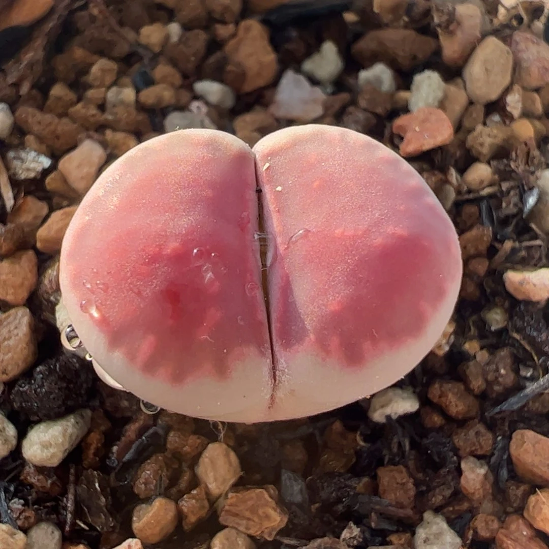 多肉植物百科968