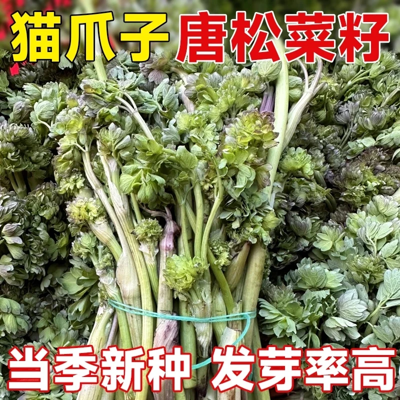 C正宗猫爪子种子春季庭院种植发芽率高营养丰富野菜唐松菜种子