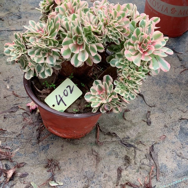 402粉女巫缀多肉一物一拍