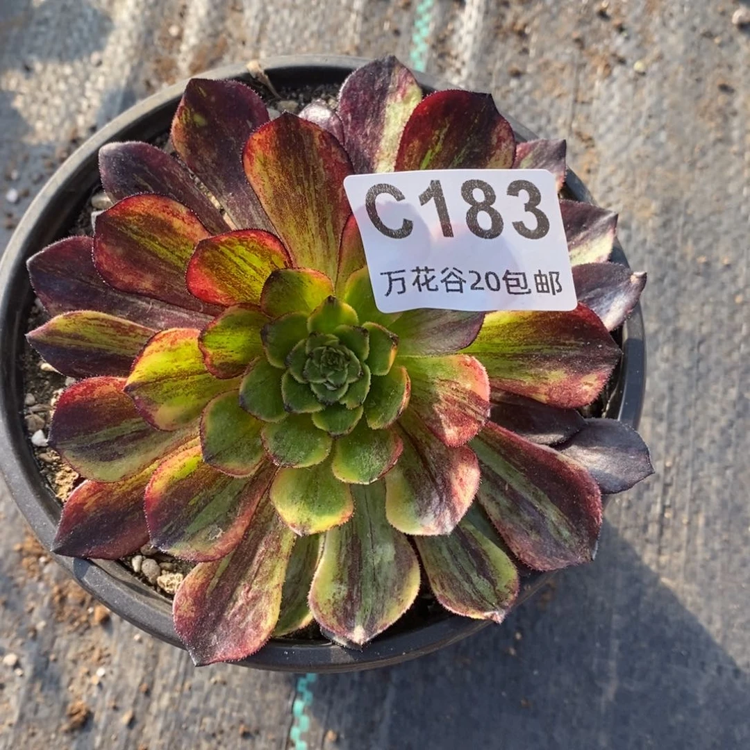 183莫兰迪多肉植物