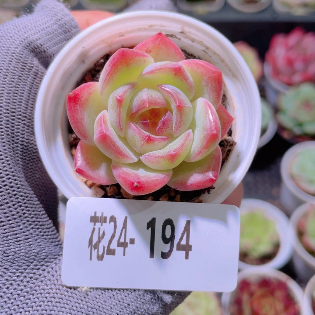 花利美24-194新品