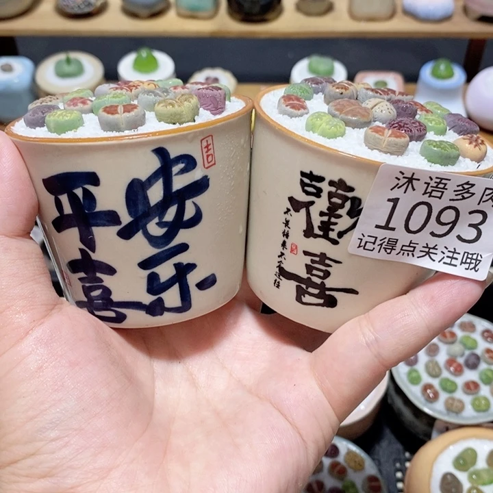 带盆土植物 精美盆栽1093