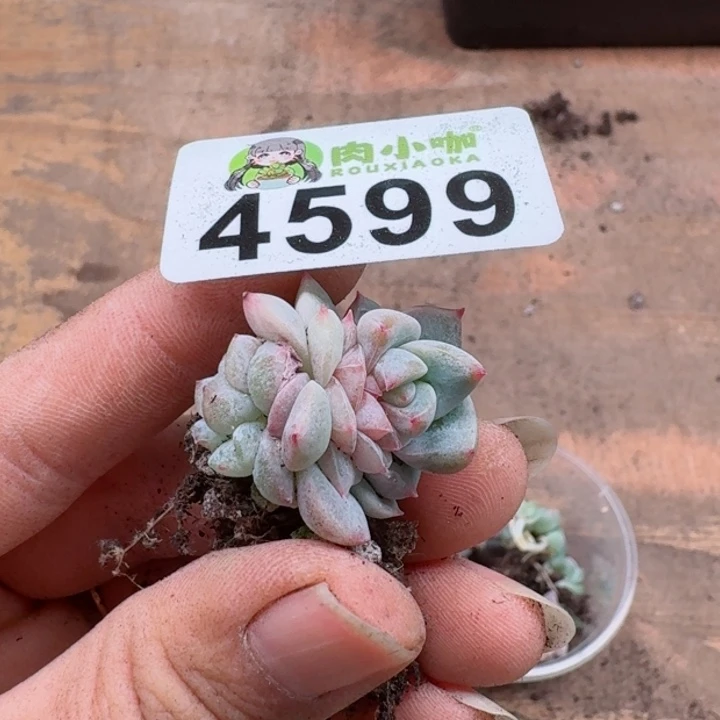 一**贝多肉植物多肉植物