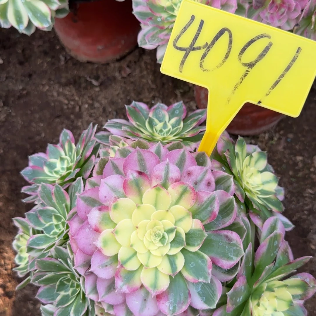 4091---海王多肉植物