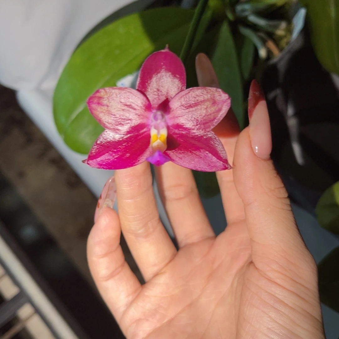 无花朵蝴蝶兰原生罗拉熊王666