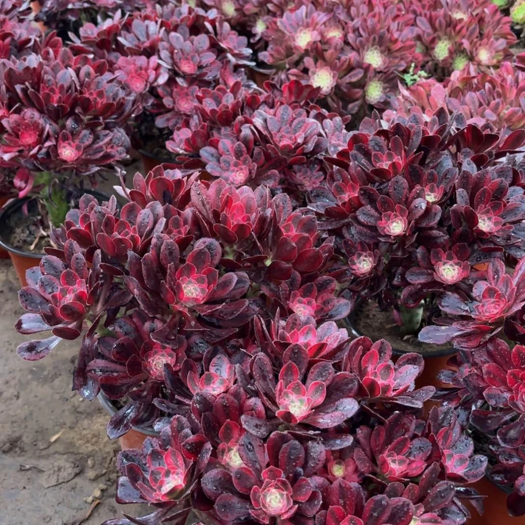 香奈儿绣球9.9法师多肉嫩