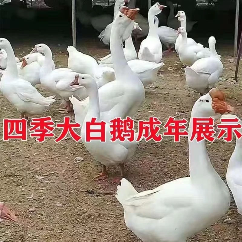 宠物 白色 看家护院顺丰包邮