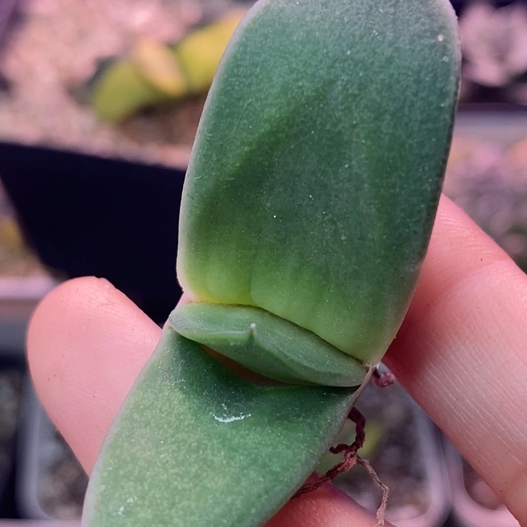 不带盆脱土裸根发货