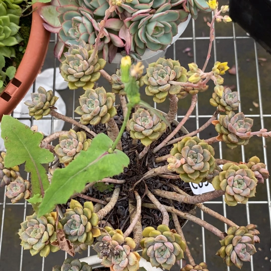 9051粉布偶一物一拍