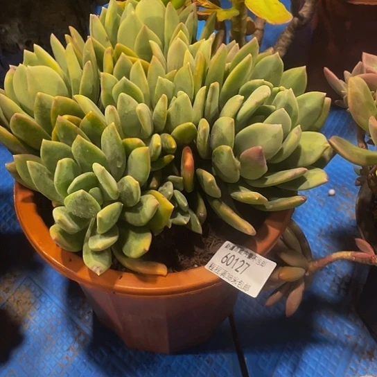 丽*梦海洋之歌60127多肉