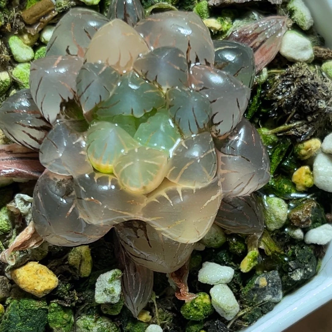 恭喜发财大吉大利858