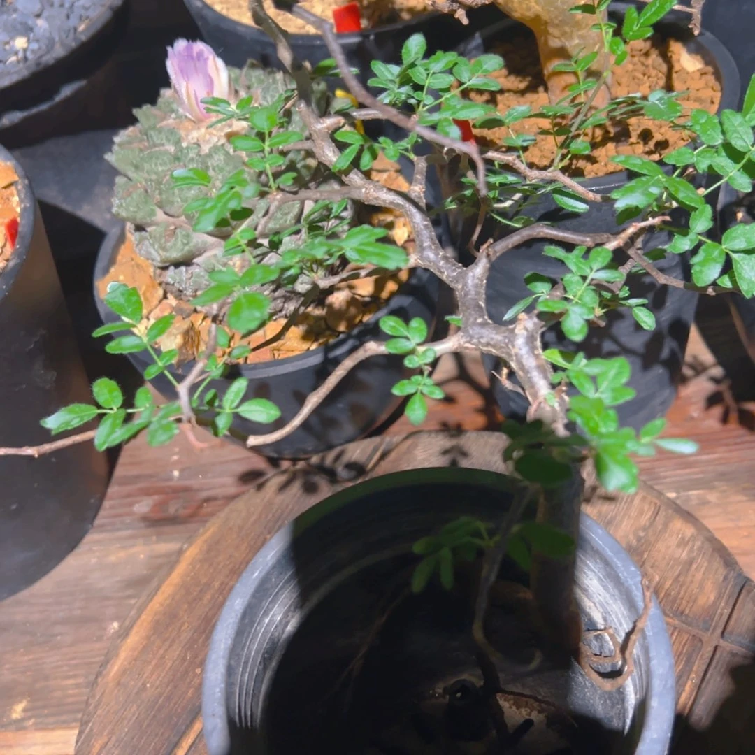 致***春滔天橄榄111111111111