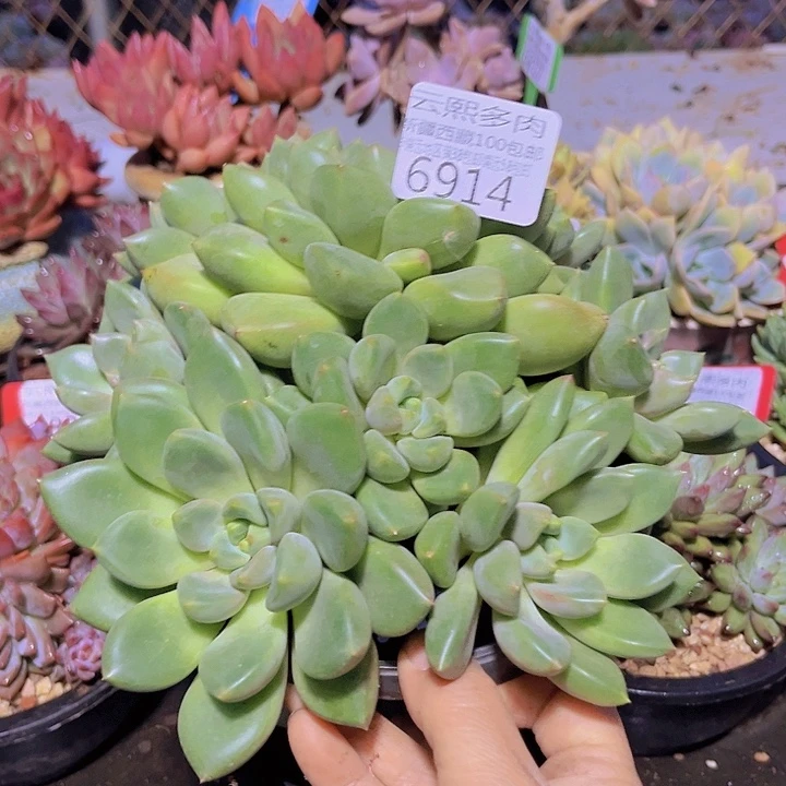 6914红象牙。