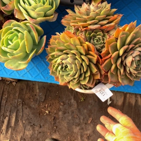 琳****发1376玫瑰夫人