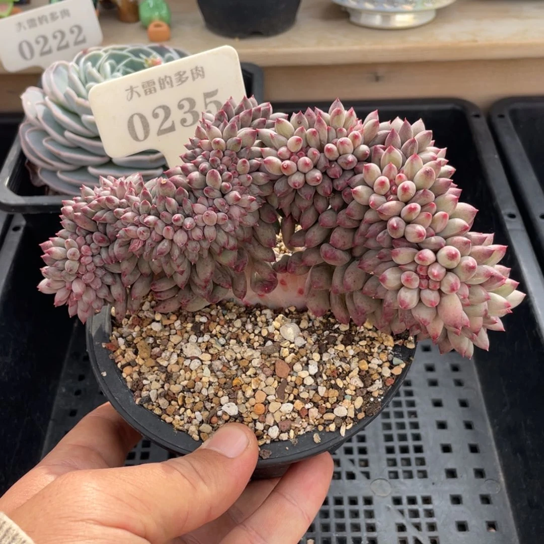 0235车厘子不带盆15厘米