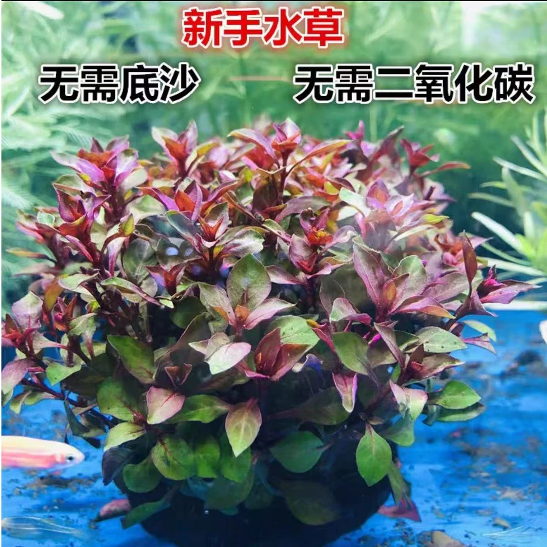 玫瑰丁香坨带根发货草鱼缸造景懒人新手水草好养入门鱼缸装饰