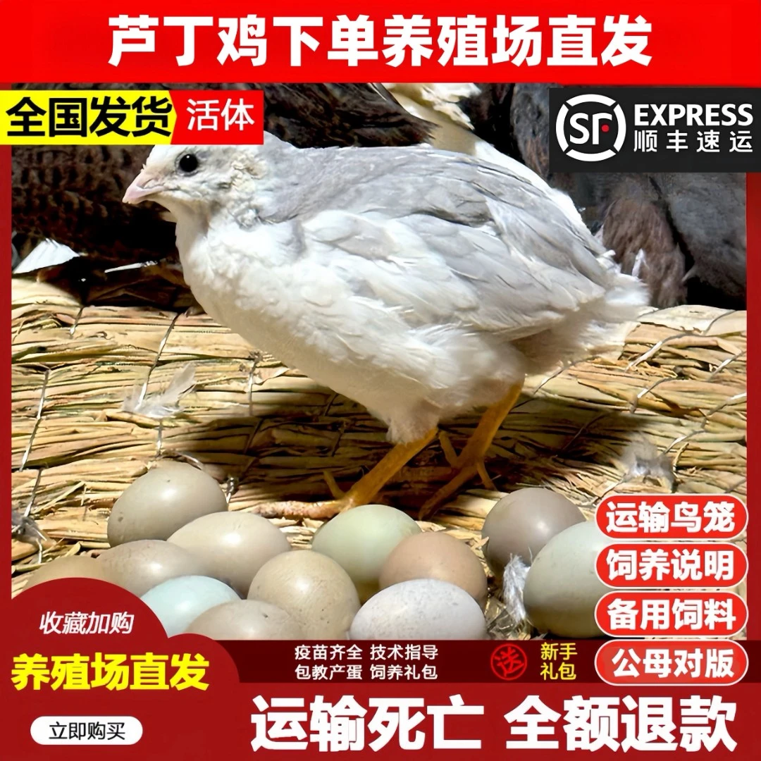 养殖场【颜色任选】顺丰网红宠物鸡芦丁鸡活体家养下蛋鸡成年鸡包活